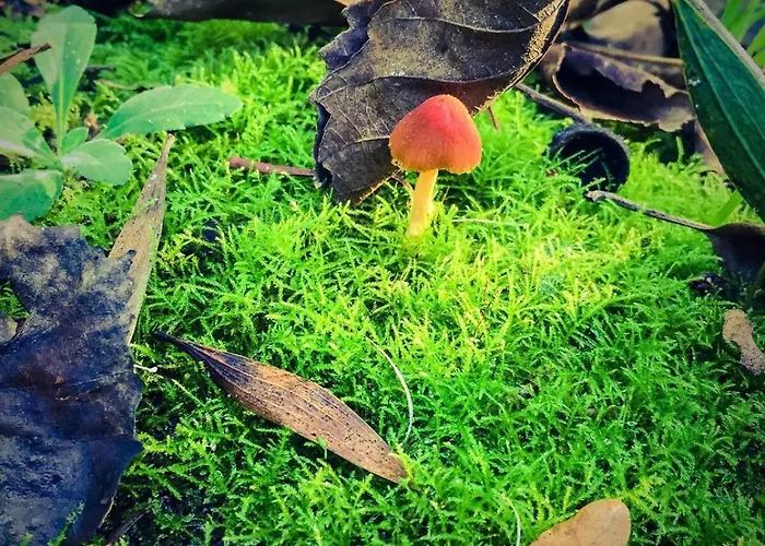 Golden Stone Retreat